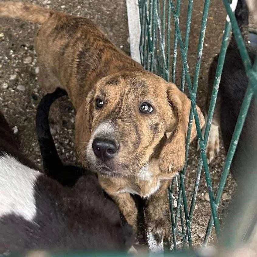 Sweet baby Waffle says hi and would like to know if you have a spot in your heart for him? ❤️🧇

Waffle is a sweetheart of a puppy, he loves cuddles and being held and he melts the hearts of whoever he meets with those eyes 🥹

He is with @happyshelt