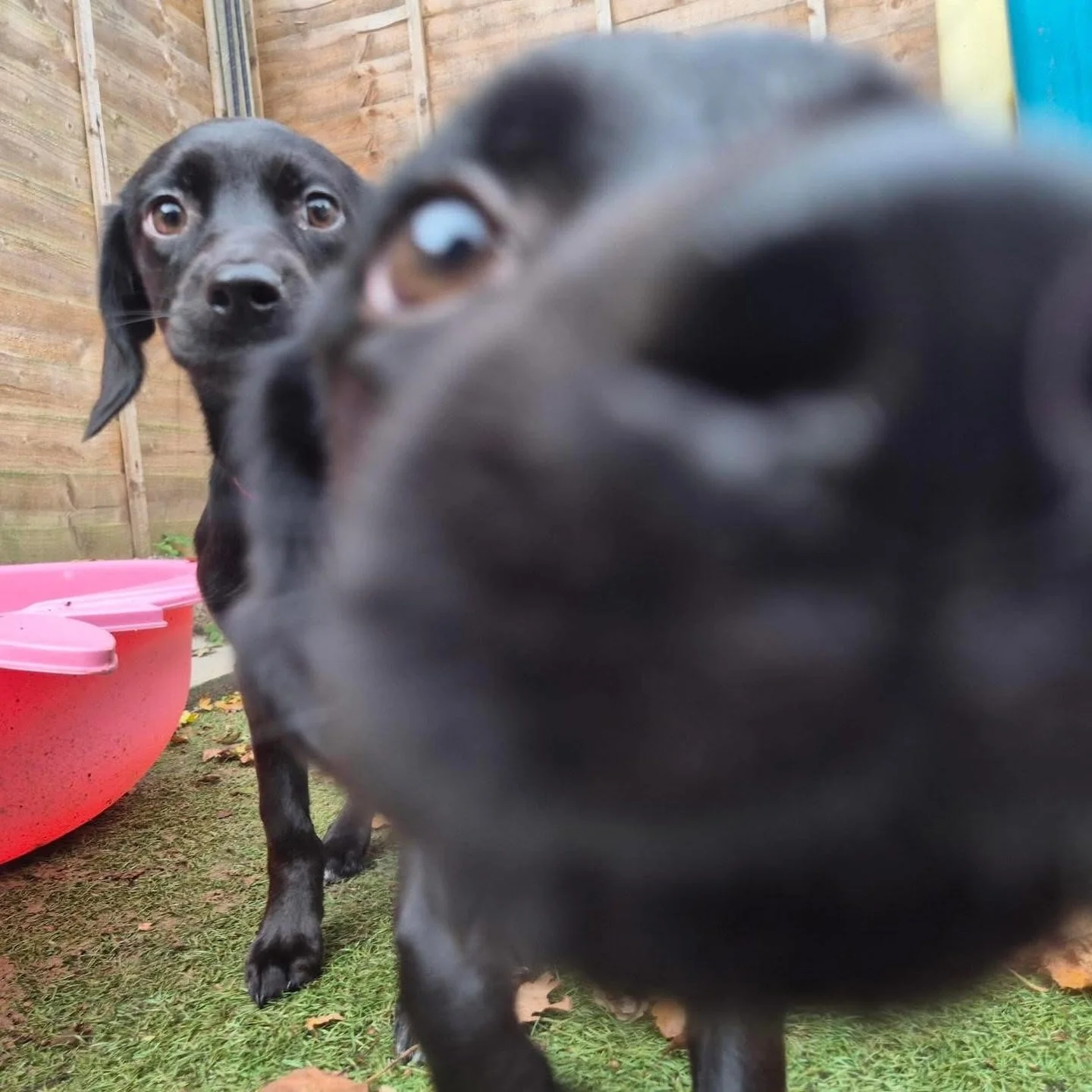 BOOP! 🖤 What&rsquo;s cuter than a lab puppy or a springer puppy? A LAB x SPRINGER PUPPY! 

And then they say that you can&rsquo;t rescue if you want a breed dog 🙄

These gorgeous sisters Enid and Wednesday are looking for their forever homes throug