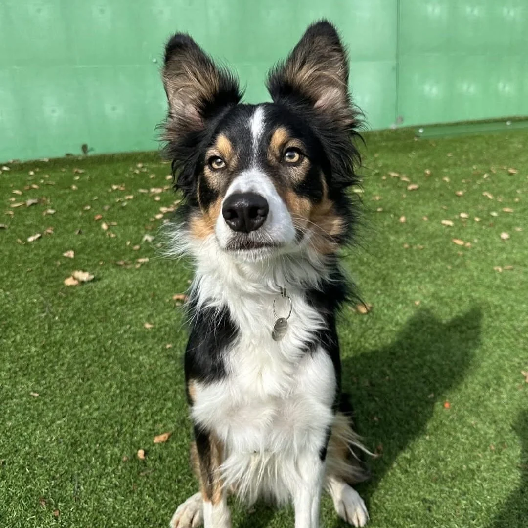 A selection of some of the gooorgeous pups available for rescue through @rainrescueuk ❤️🐶

Many of these breeds find it much harder to find homes than most, so if you are considering adopting soon you may want to consider giving one of them their ha