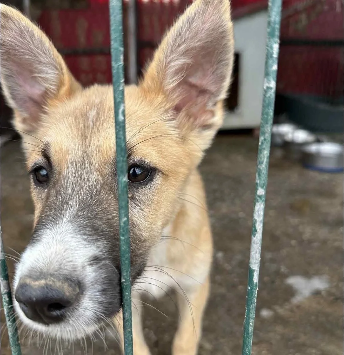 Forgotten, abandoned, overlooked! ❄️💔

These gorgeous pups would love to get out of the cold shelter before winter, but they haven&rsquo;t even had any requests 🥺 

Please share to help Nika, Winston and Wally find their forever homes where they ca