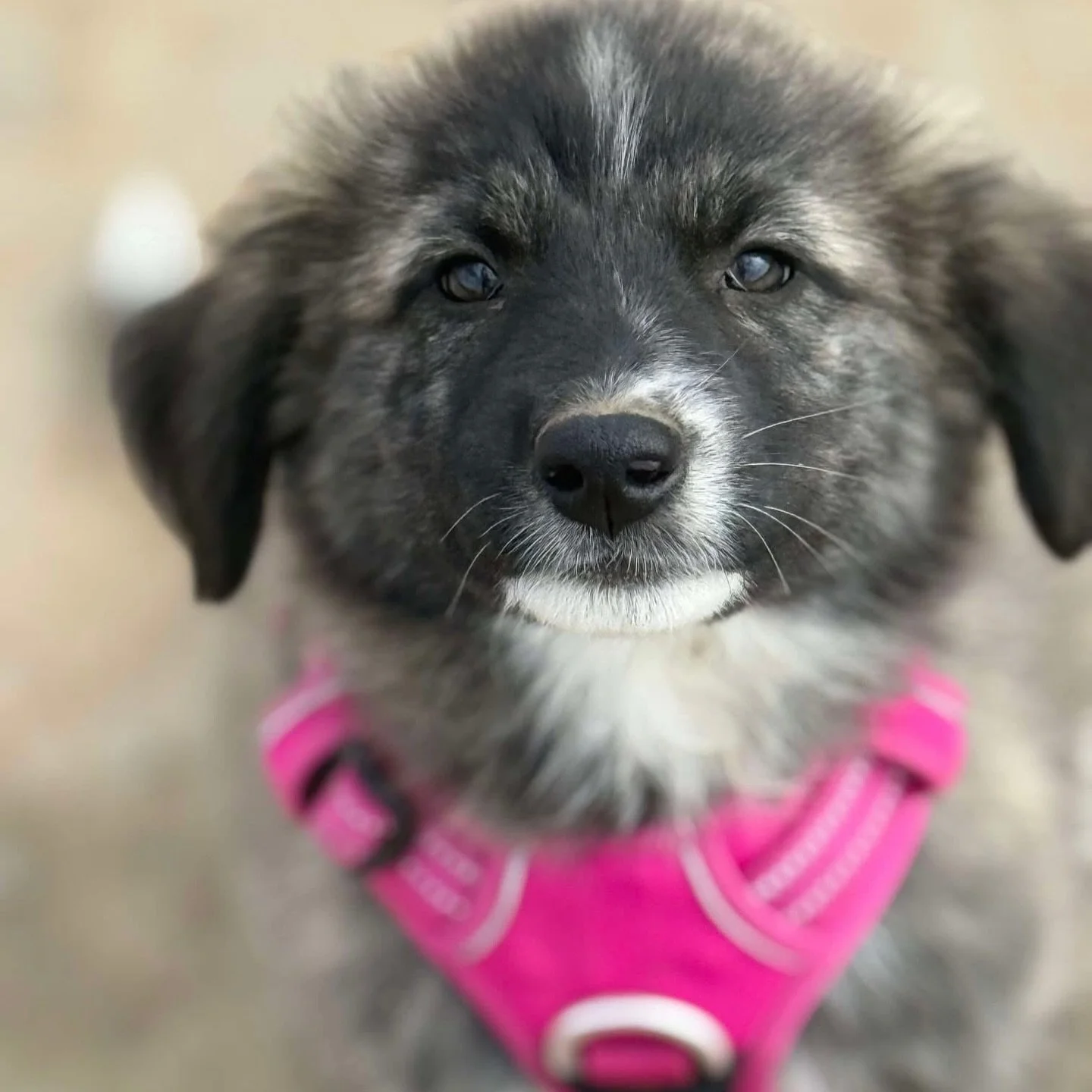 This little girl Cassie has had her home offer fall through 💔 and now her sister is on her way to her forever home and leaving Cassie behind. 

Please help Cassie find her forever home before winter ❄️ by sharing sharing sharing!

Cassie is with @bm