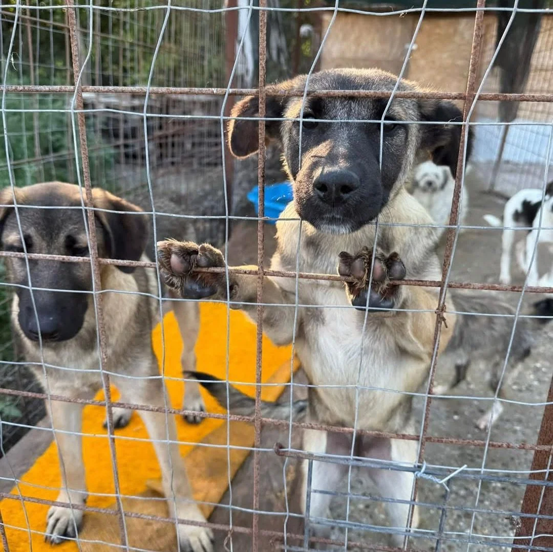 These cuties from @basils_forever_sofa are waiting for their forever sofa ⭐️❤️

Swipe to the end for utter puppy love ➡️

#findarescue #rescueloveuk #rescuedandloved❤️ #puppylove #ukrescuedogs #viralpost #cutepuppyvideos