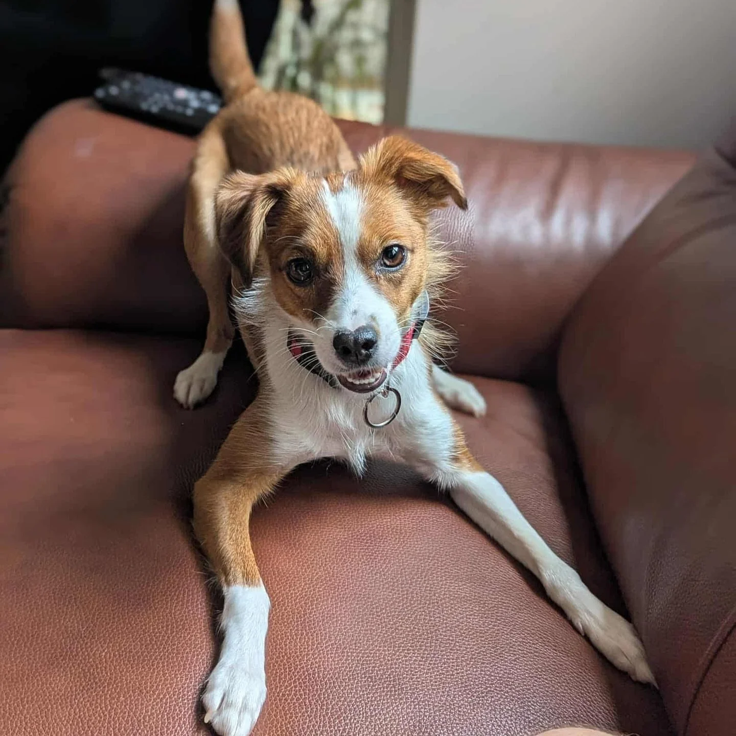 Looking for a rescue but afraid of the unknown? Then little Roo is just the one for you 🥰

She is already in foster in London, so you can ask her foster carer anything about her!

In the meantime, here&rsquo;s how they describe her: 
💕She is a litt