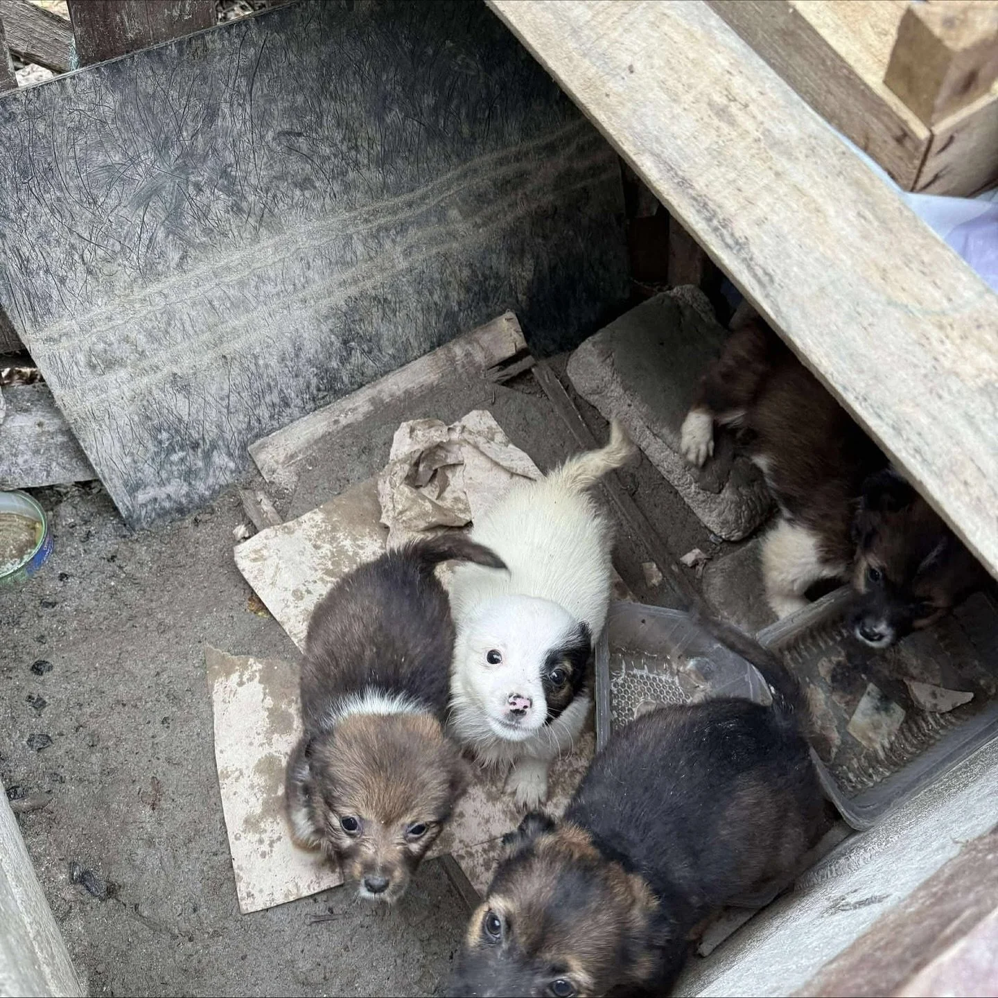 Why rescue?

This. This young mum was on a small chain and her puppies were out in the cold. The heroes at @bmdr_dogs have taken them in, but this is only because they have the space to do so! If people don&rsquo;t rescue, more dogs can&rsquo;t be re
