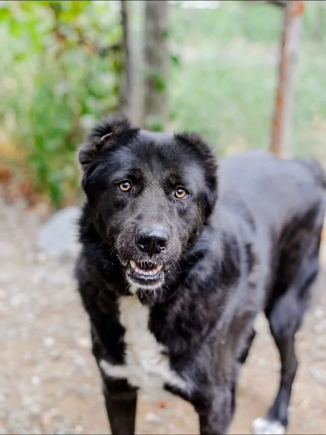 Johnny the Gentle Giant needs your help 🚨

The January 2026 ban on cropped ears is coming to the UK, and he needs a home or a foster before then or his hopes of finding his forever home disappear 💔

Johnny is one of those dogs who stays in your hea