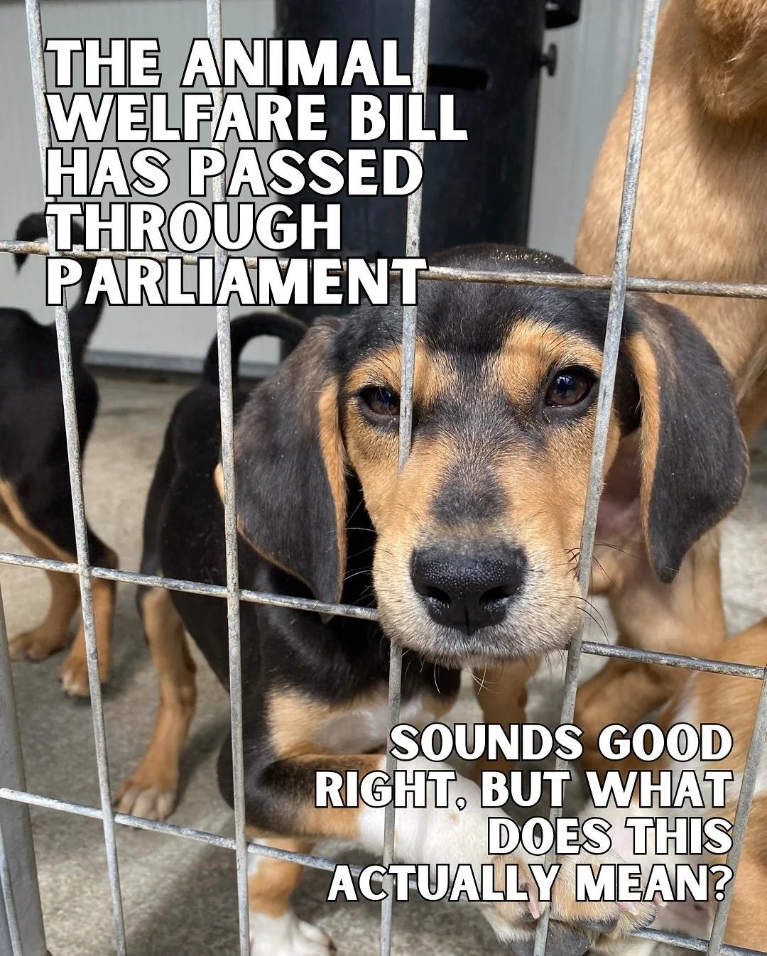 Devastated by the lack of consideration for the thousands of dogs who will suffer as a result of this bill.

Please spread the word and advocate for a rescue dog exemption. @evewoof has a post about ways that you can reach out to your MP about this. 