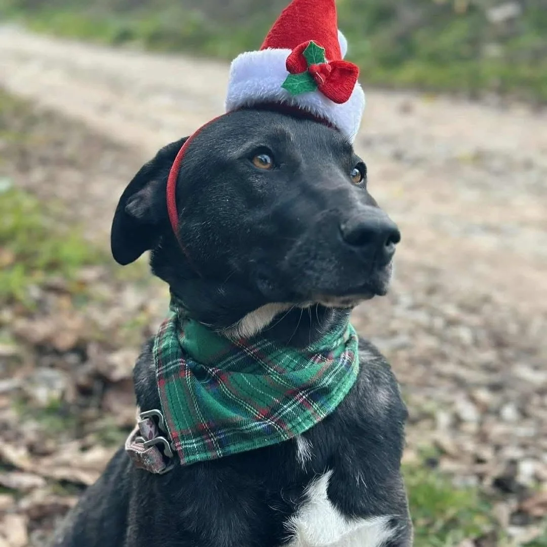 Dogs aren&rsquo;t just for Christmas&hellip; but what better gift could there be than to give a dog a loving home? ❤️🎁

All of these Christmas cuties are available for adoption through @savelifeshtip 

#adoptdontshop❤️ #rescueadog #rescuedogforchris