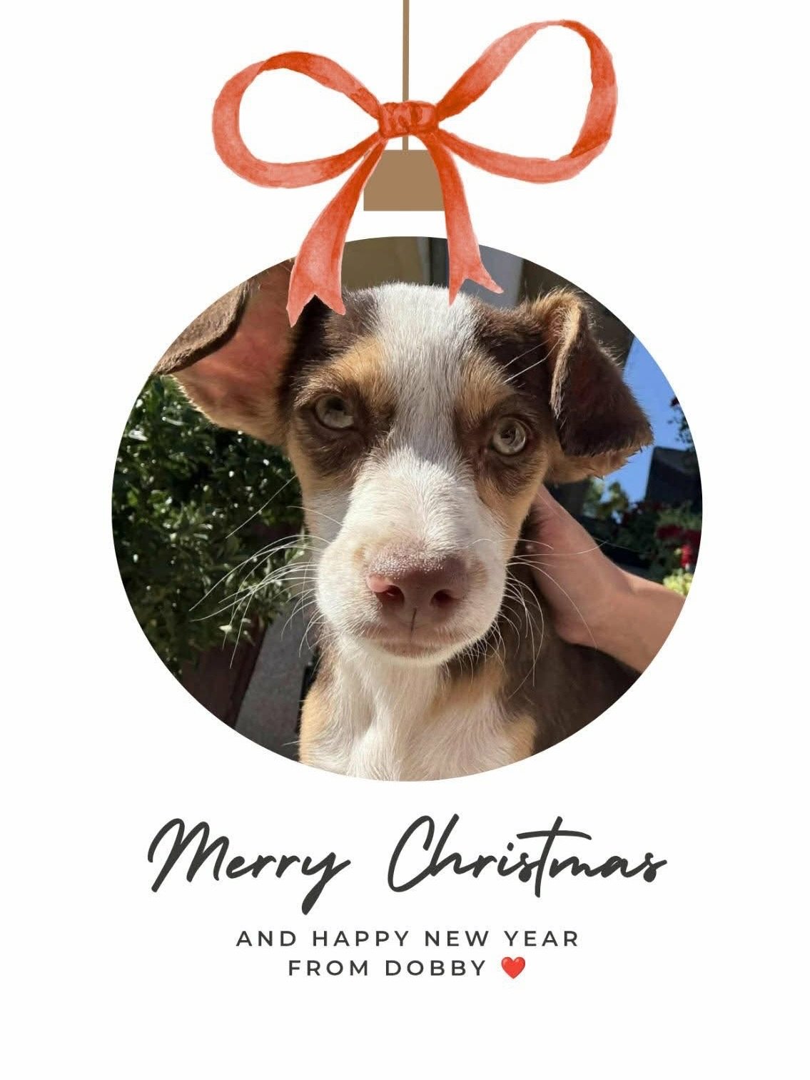 It&rsquo;s not too late to add one of these gorgeous faces to your tree this Christmas ❤️🎄and maybe surprise someone special with a lifetime of love?

While these pups may look like a Christmas ornament, but they&rsquo;re actually real dogs with one