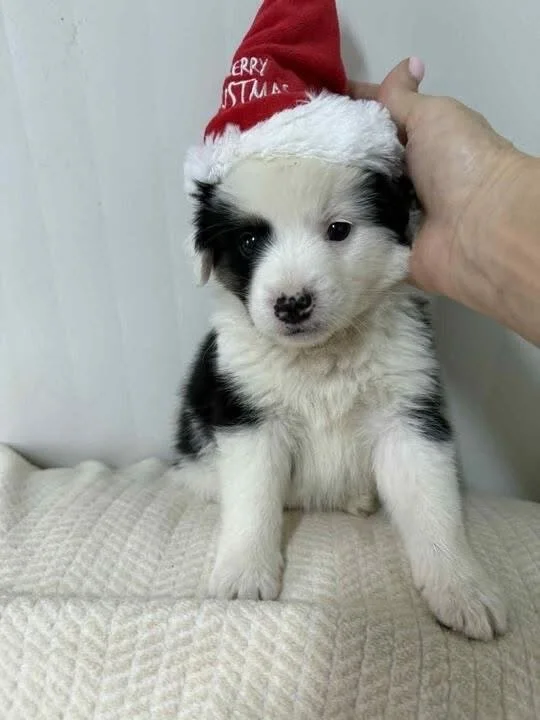 These seven precious pups were recently rescued after being abandoned by the side of a busy road by @pawprints2freedom ❤️

All of these little cuties are coming up to four months old and will be ready to travel to their forever homes very soon. Could