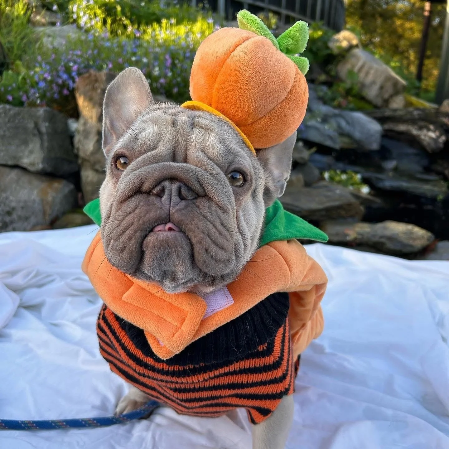 Halloween has truly arrived at @manytearsrescue 🎃👻 and while I&rsquo;m sure many treats were had, the real trick has been that these lovely dogs are still waiting for a home 💔

Many of these pups have been in the shelter for over a year, or even w