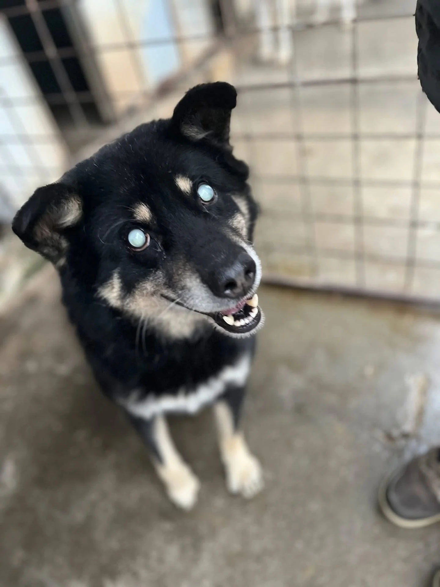 Everyone meet Taro 🤍

This blind senior boy was just saved from a horrible public shelter by @straystostaydogrescue2024 but he is cold and confused in his new surroundings! He deserves warmth, safety, and love&mdash;not a kennel.

Taro is medium-siz