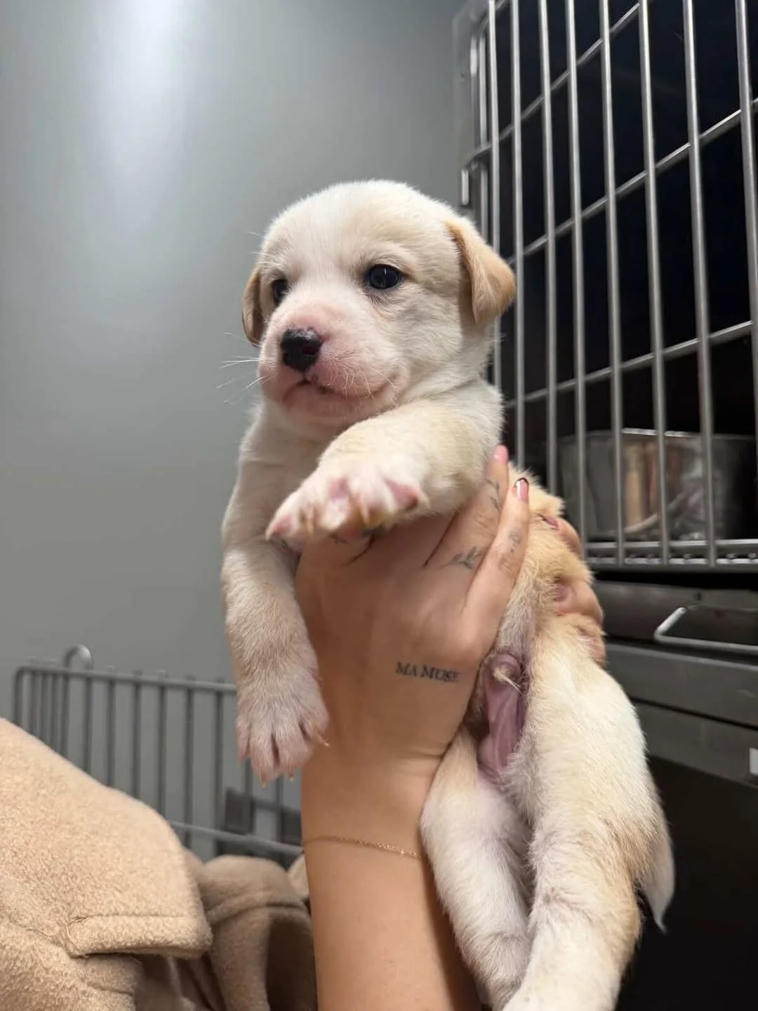 Adoptable cuties with @bambifoundationalbania 🫶

#adoptarescuepuppy #albanianrescuepuppy #adoptablepuppy #findarescuedoguk