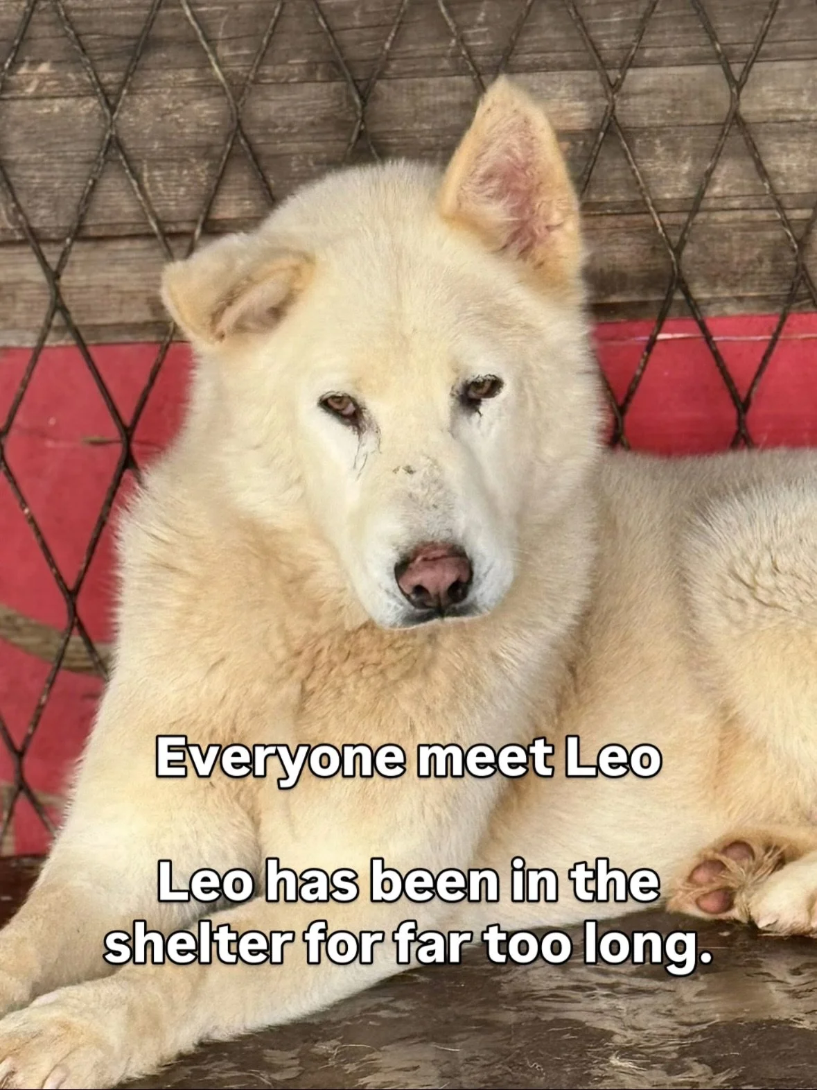 Do you have space in your heart (and home) for a big gentle boy who deserves love more than most?

Leo, like so many other dogs, gets overlooked because of his size. So if you are ever in a position to rescue a bigger dog, please do, because they hav