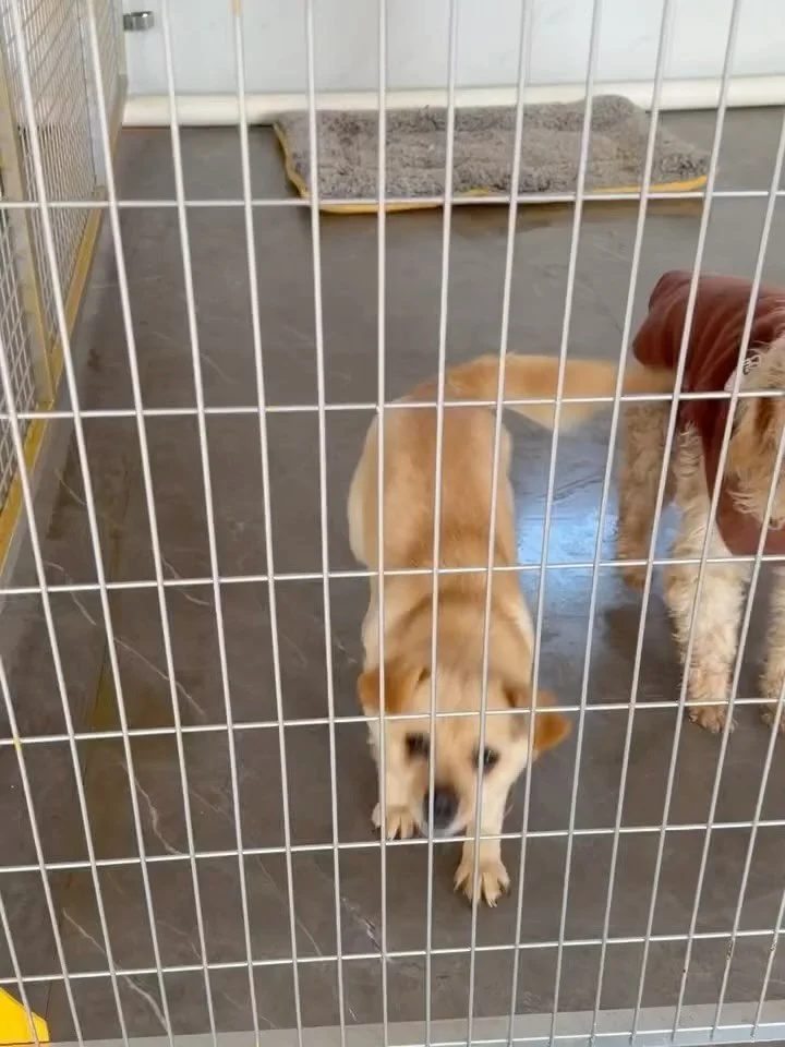 Adoption appeal for sweet Hattie 👒 @slaughterhouse_survivors 

1 year old | Female | Small | Super friendly

Meet Hattie - one year old, happy as can be, and everyone&rsquo;s friend.

She loves people, loves other dogs, and lives life with her tail 