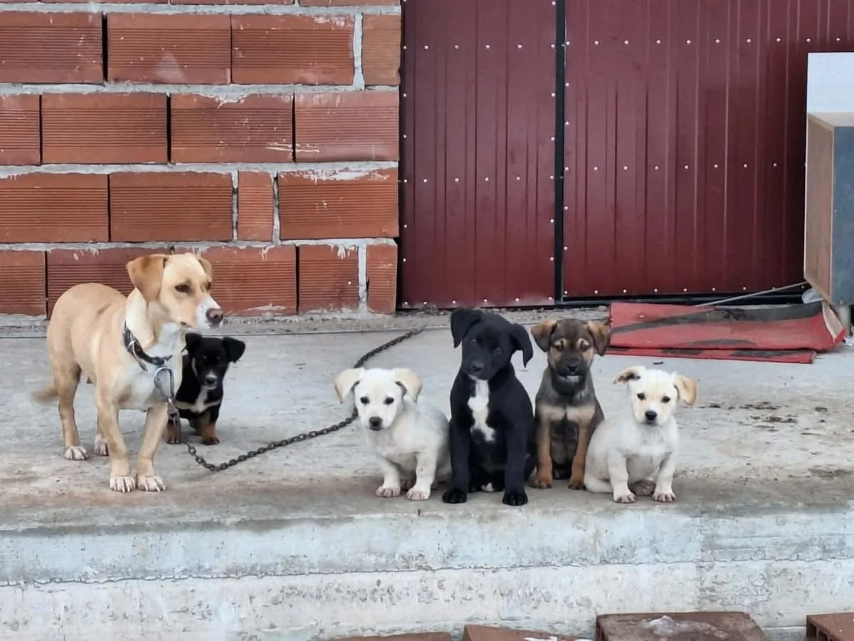 This new squad has landed at @happyshelterskopje 

Stay tuned for a video later today 👀❤️

#rescuepuppiesofinsta #rescuedandlovingit #savealifeadoptadog #puppiessavedfromthestreets