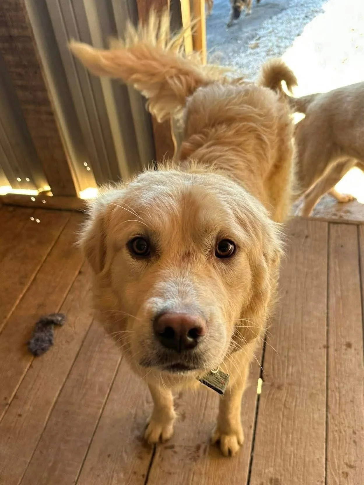 How is it that this beautiful boy has been overlooked for so long? 😭

Everyone meet Achilles, who was rescued by the amazing team at @happyshelterskopje ❤️ here is his story:

This sweet boy was found wandering the busy streets of Skopje, a gentle b