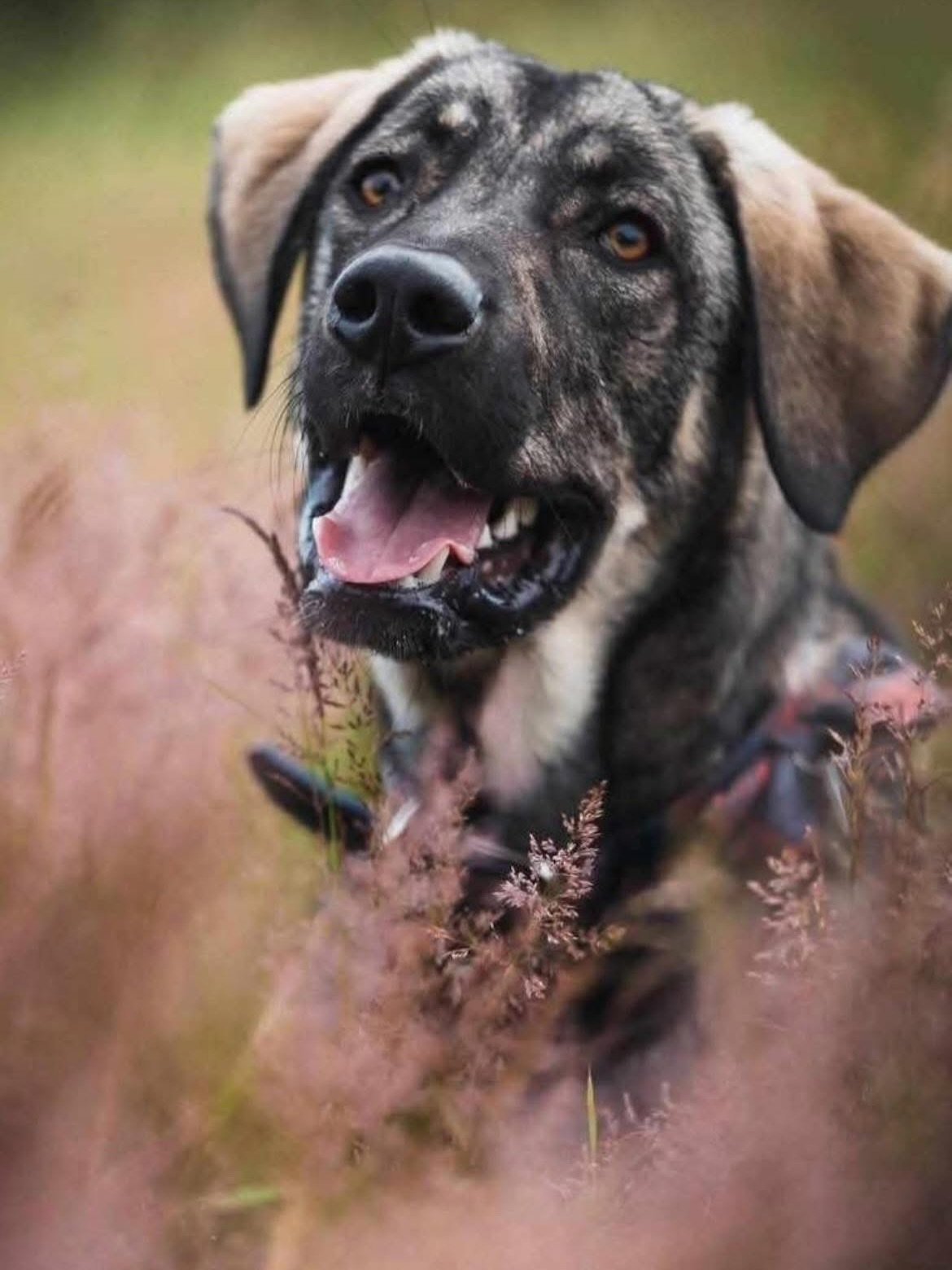 🚨‼️ ALREADY IN THE UK &ndash; ONLY 2 WEEKS TO FIND HIS FOREVER HOME ‼️🚨 🐾💔 @happyshelterskopje 

📍 Slough, SL2 (just outside London) 🇬🇧
(Open to adoption anywhere in the UK)

Koda is a fantastic 5-year-old dog &mdash; highly intelligent, full 