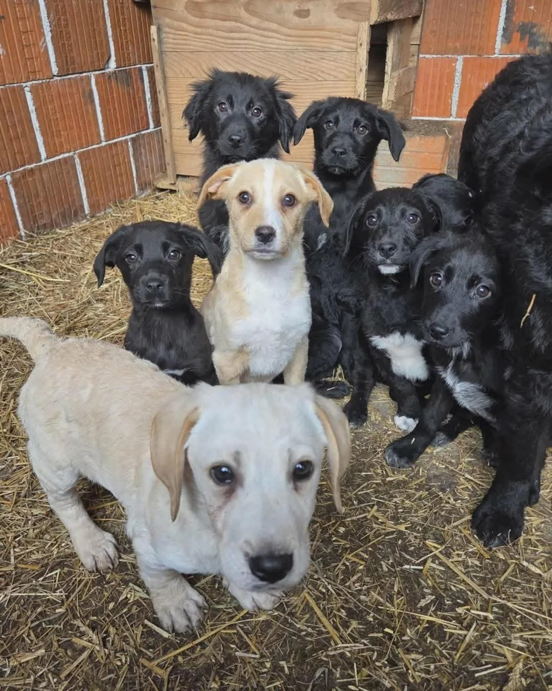 Album cover or rescue pups awaiting adoption?!

These gorgeous pups are available for rescue through @highhopes.dogrescue ❤️

#rescuedogsarethebest #rescuepuppiesforadoption #fyp #adoptdontshop