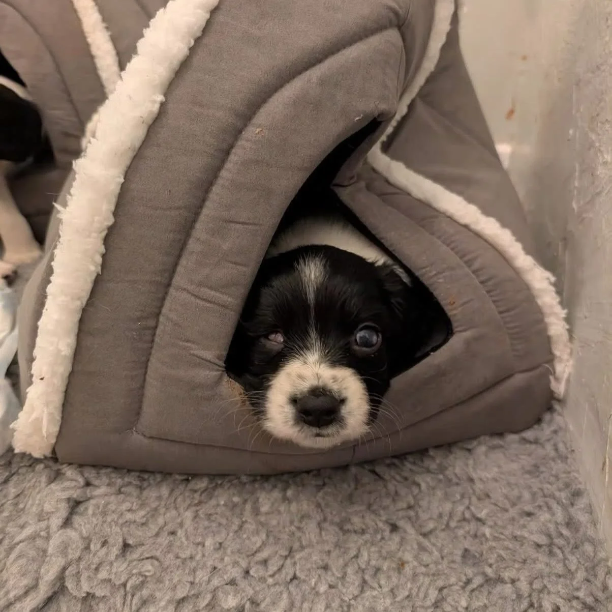 Introducing Harry, a blind black and white springer with @bdruk1 🖤

Harry was born 10th January but had to be hand reared as his mum was very poorly after giving birth.  As a result did not receive the relevant nutrients that only his mother&rsquo;s