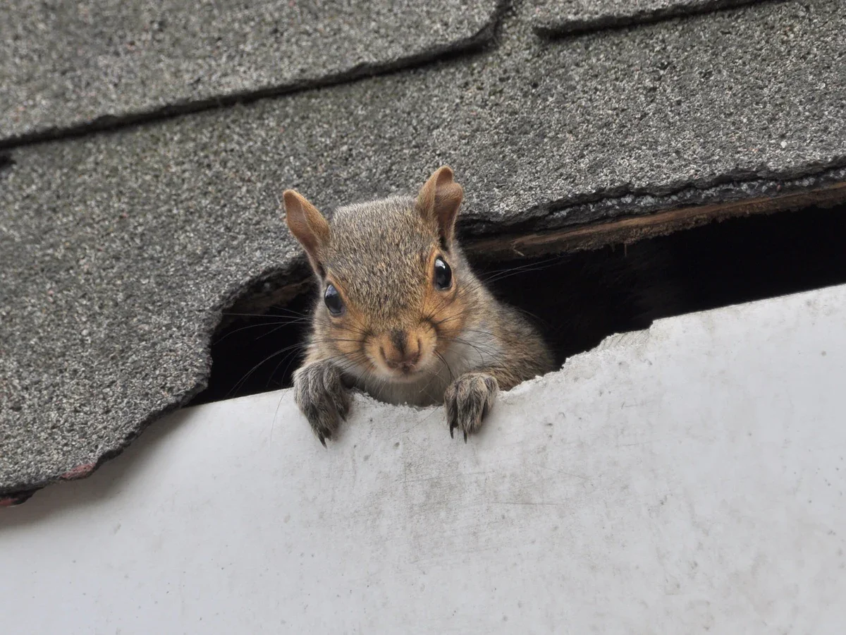 Why Wildlife Keeps Getting Into Your Home (And Why Trapping Alone Doesn’t Work)