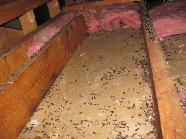 Do I Need My Attic Insulation Replaced After Wildlife? (The Honest Answer)