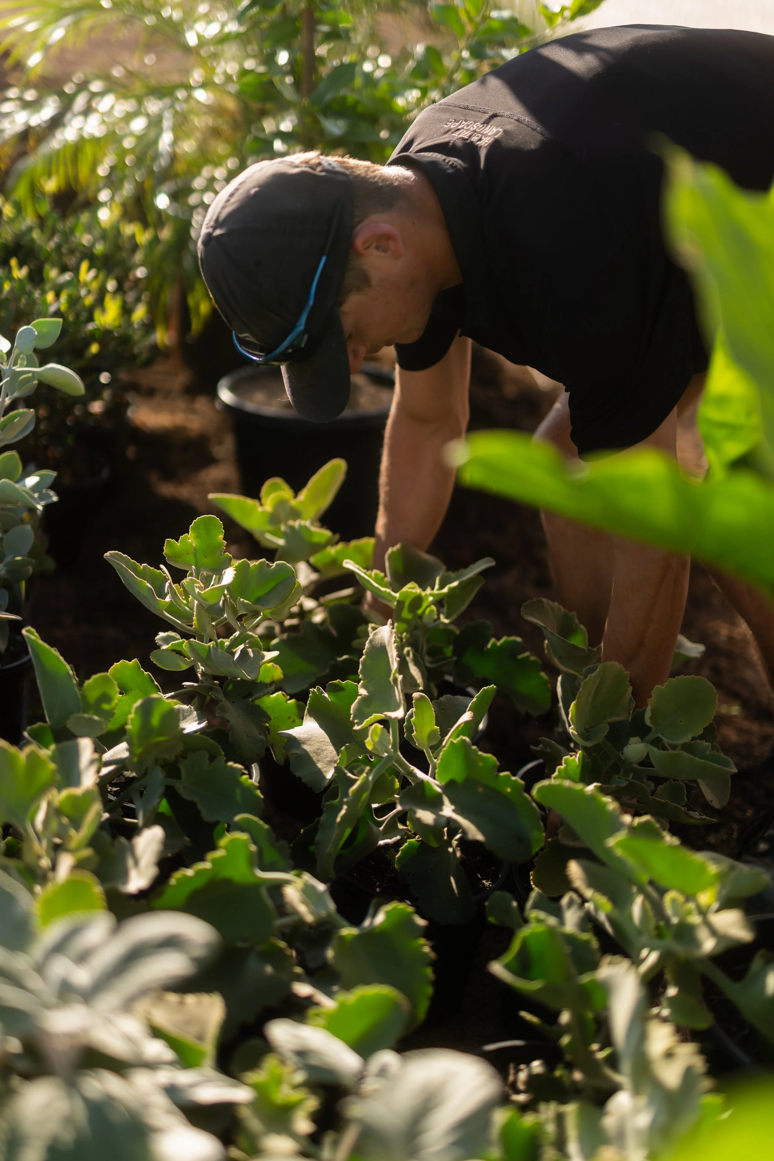 Landscape gardener installing layered planting in a residential garden on the Central Coast NSW.