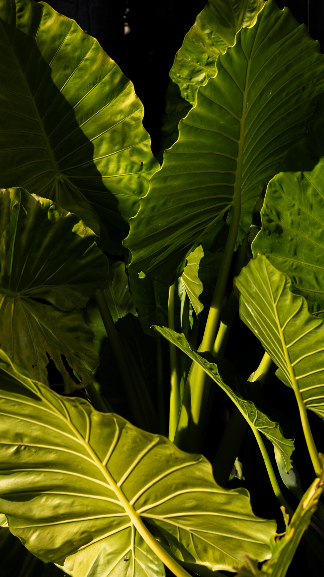 Lush planting design Wamberal garden
