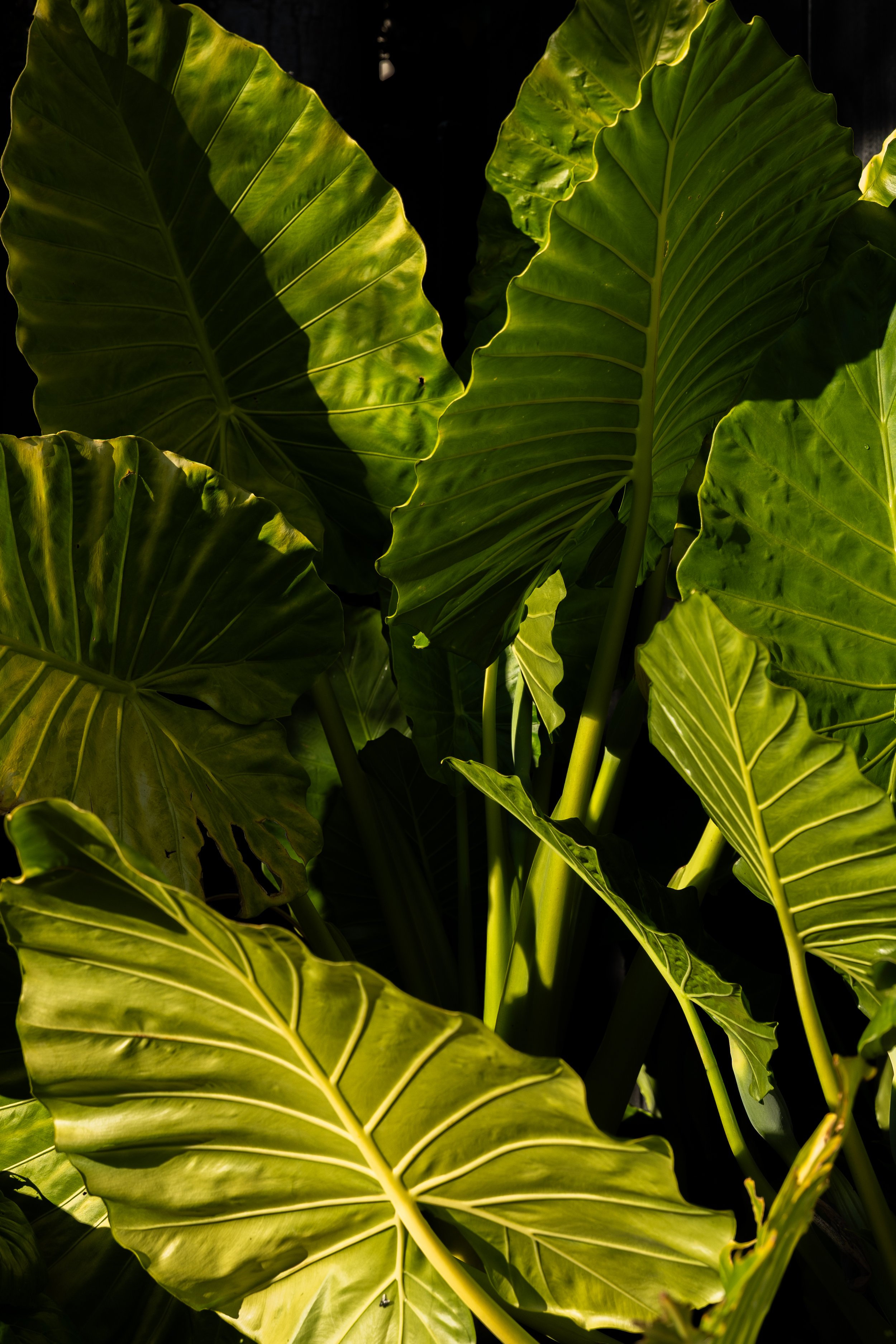 Large Alocasia leaves creating dense tropical planting in a Wamberal garden design.
