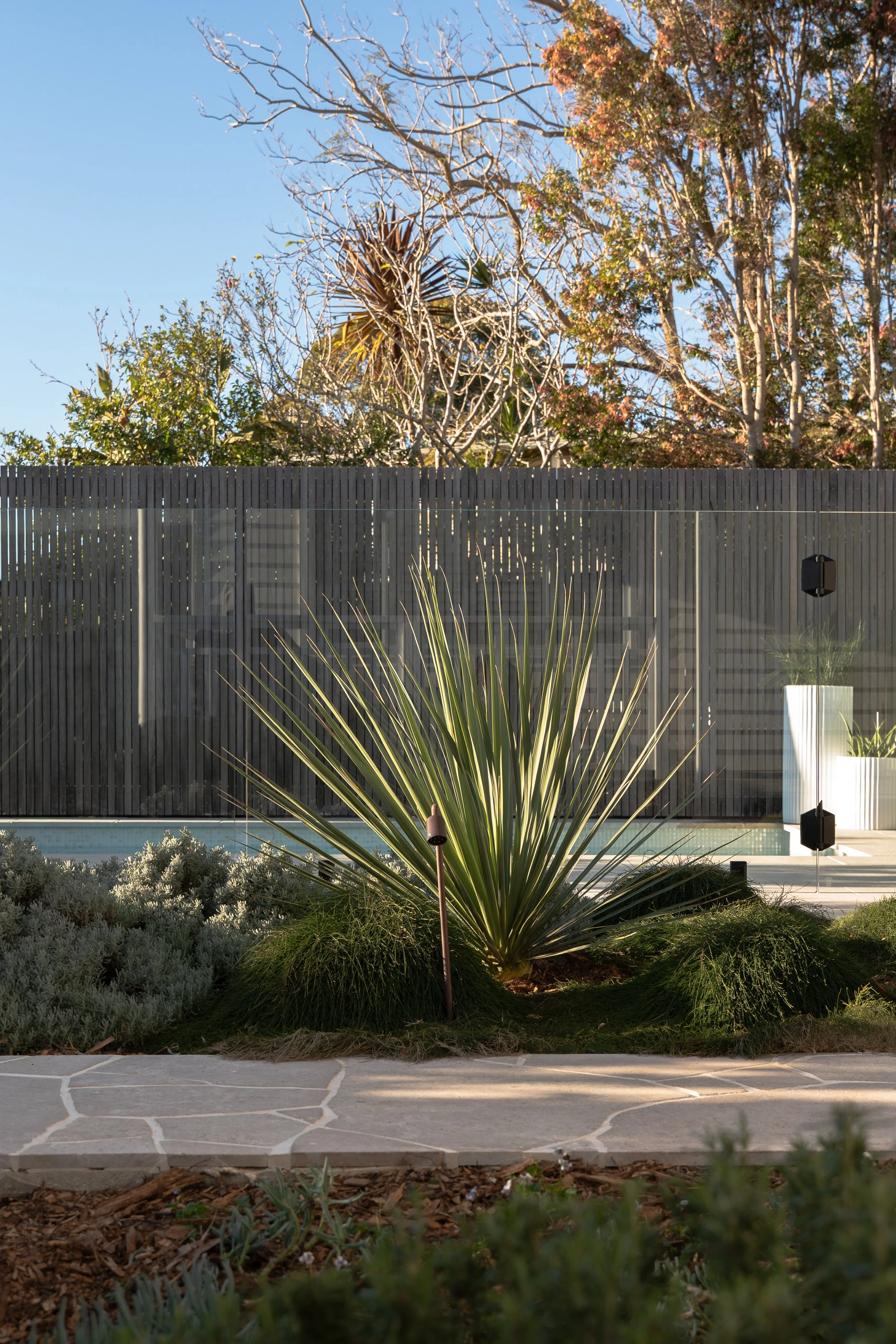 Sculptural planting beside a custom swimming pool in a compact Wamberal garden design.

