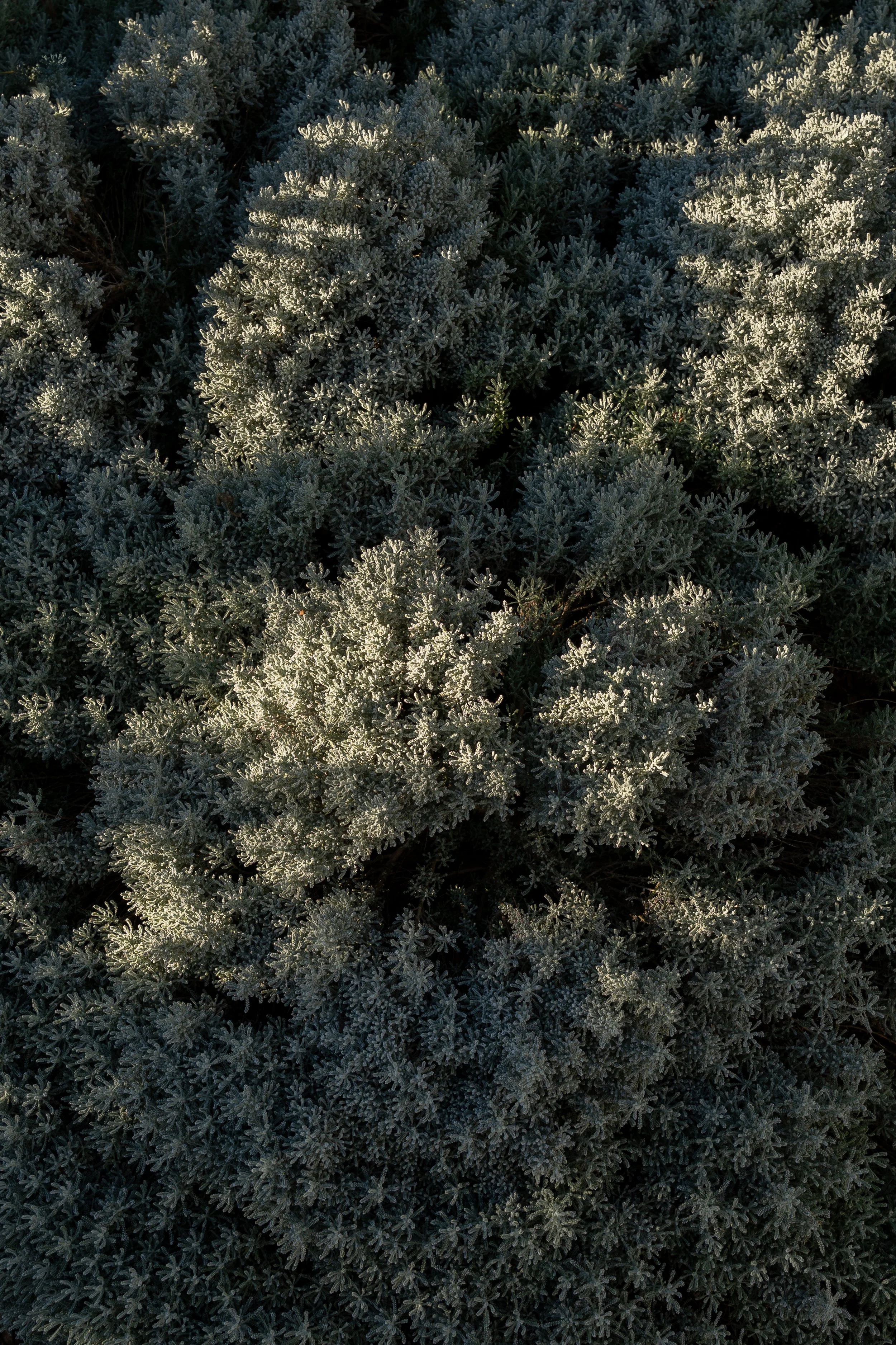 Close-up of frosted coastal planting design with dense foliage, illuminated by sunlight.