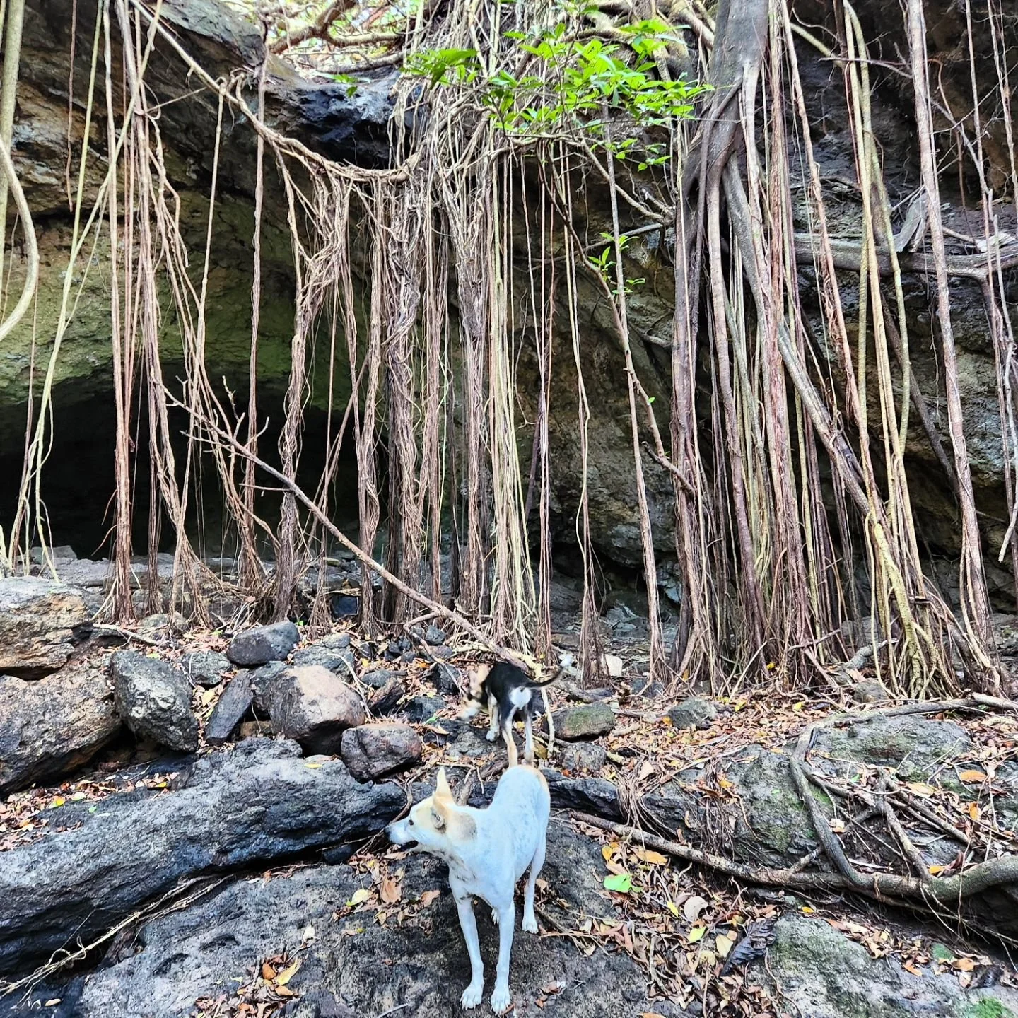 Horse riding to cave with human remains with @horsebackpanama an incredible riding experience! ❤️
.
.
.
.
#travel #panama #horseriding #horselove #santafepanama #horsebackpanama