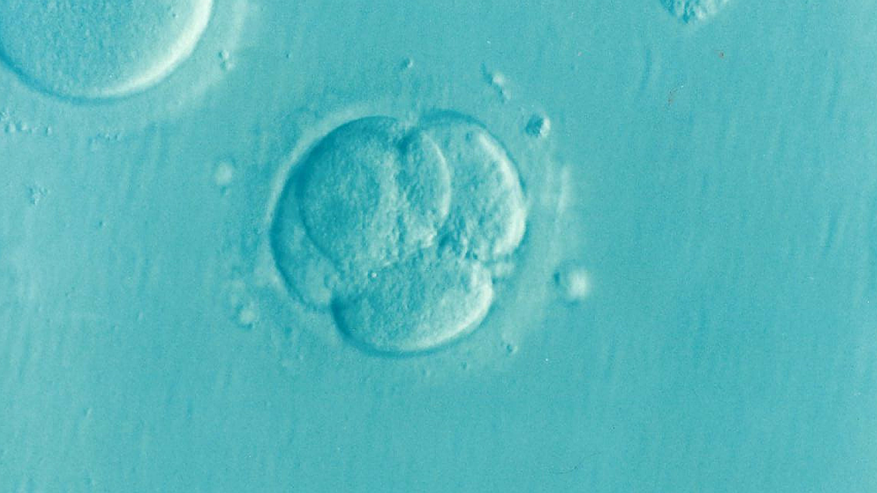 Our Embryos 