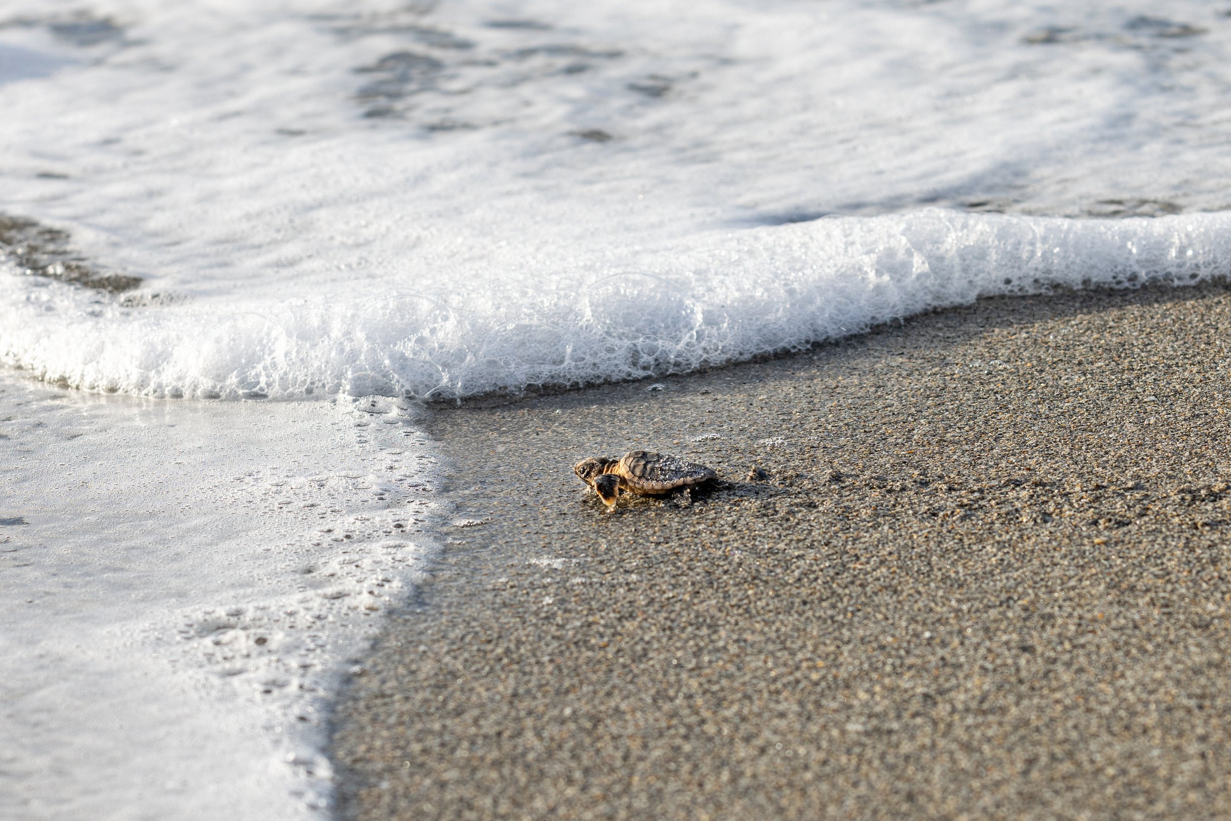 Turtle Near Water.jpg