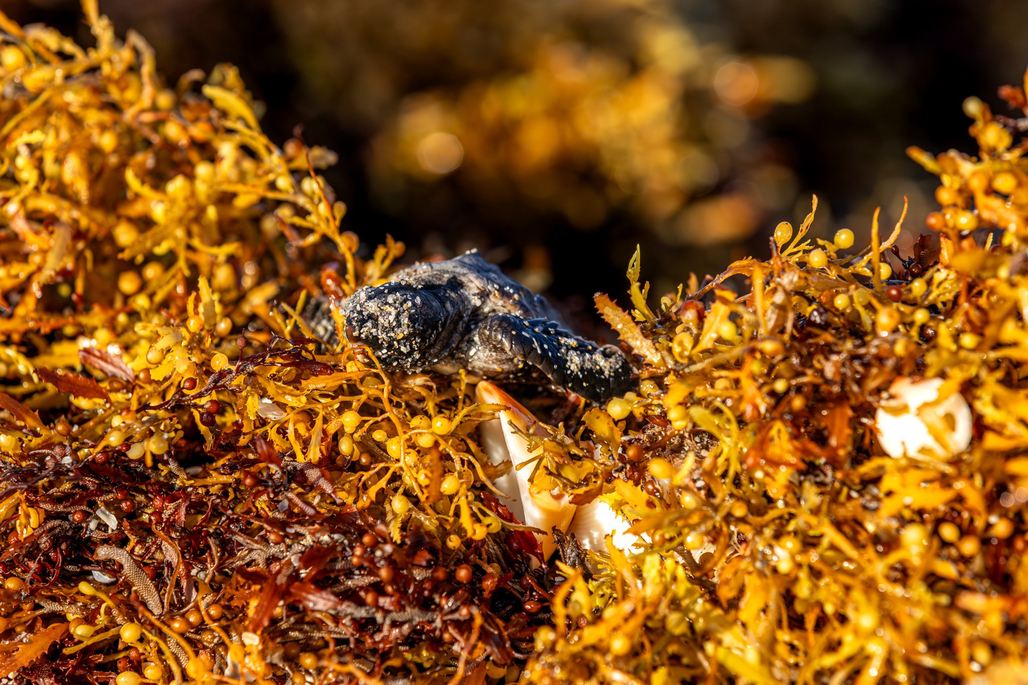 Turtle Over Seaweed SQ.jpg