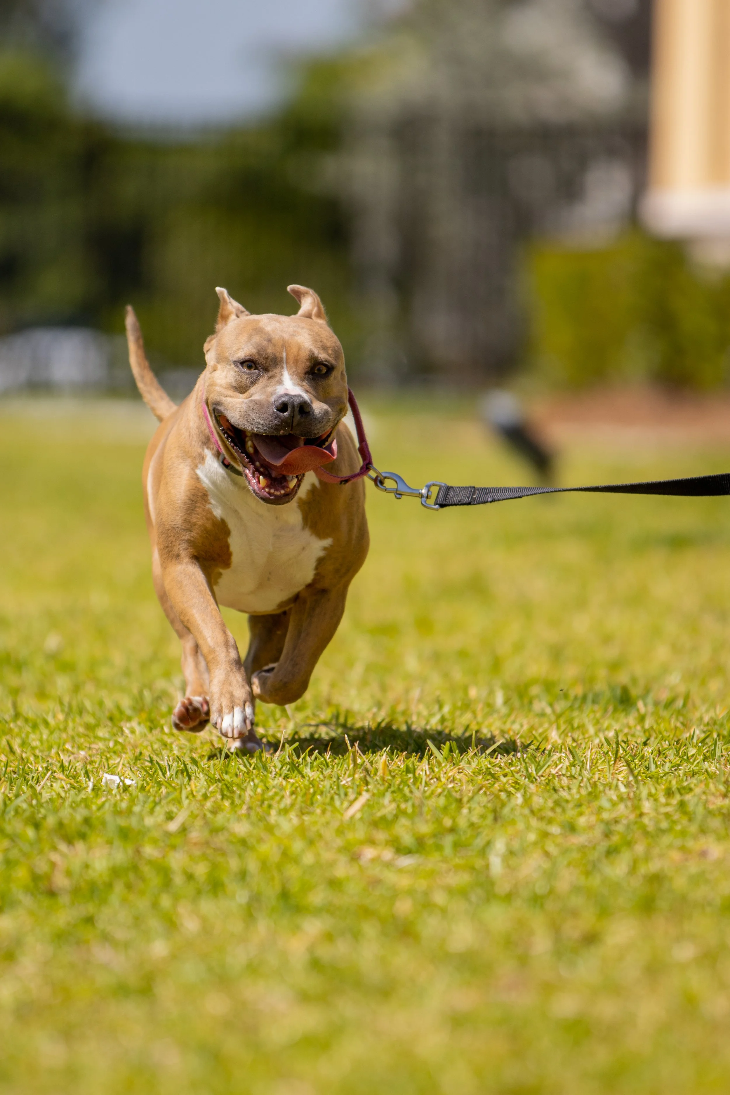 A brown and white dog with a happy expression running on green grass, attached to a leash.