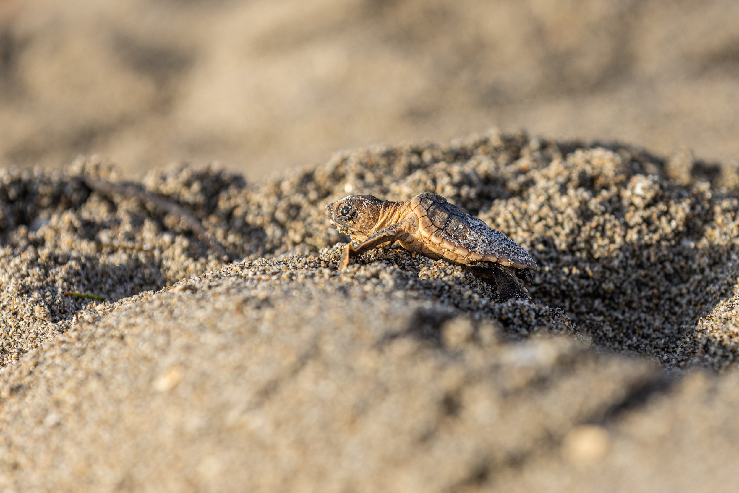 Turtle Sand Climb.jpg