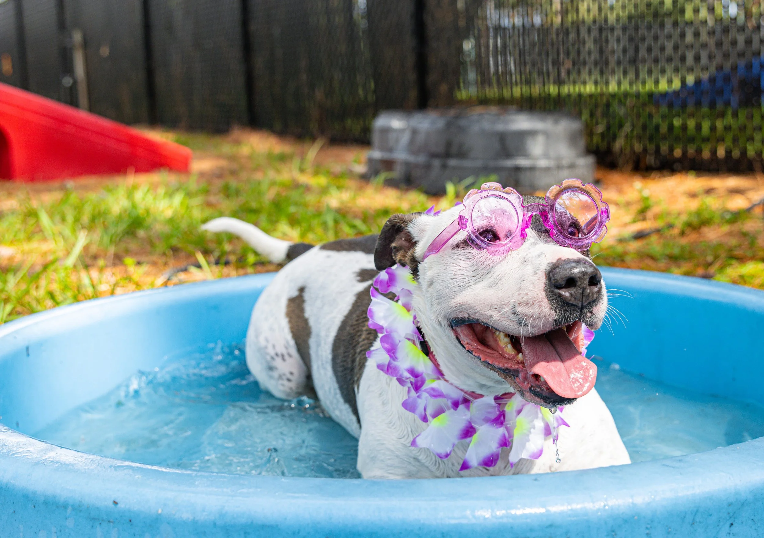 A happy dog with pink sunglasses and a purple flower lei sitting in a small blue plastic pool of water outdoors.