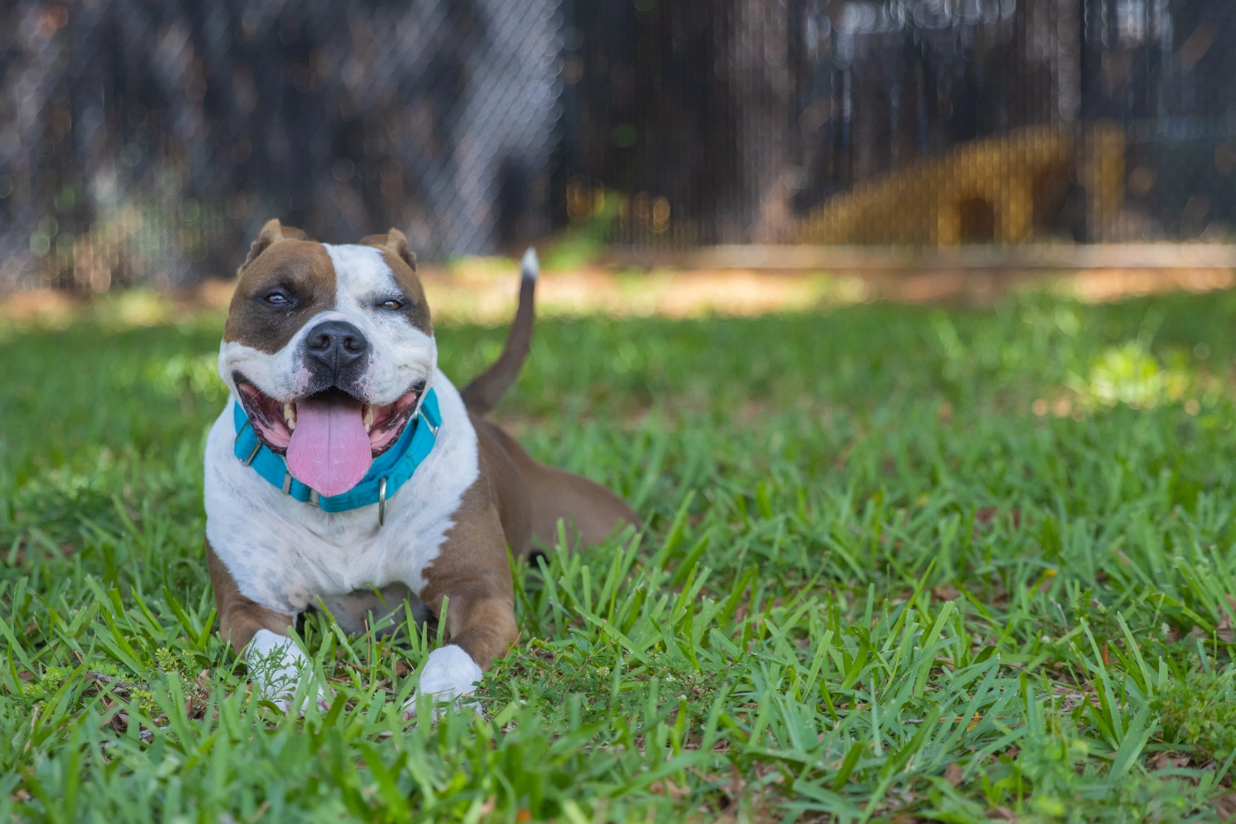 A happy brown and white dog with a blue collar lying on green grass in a backyard.