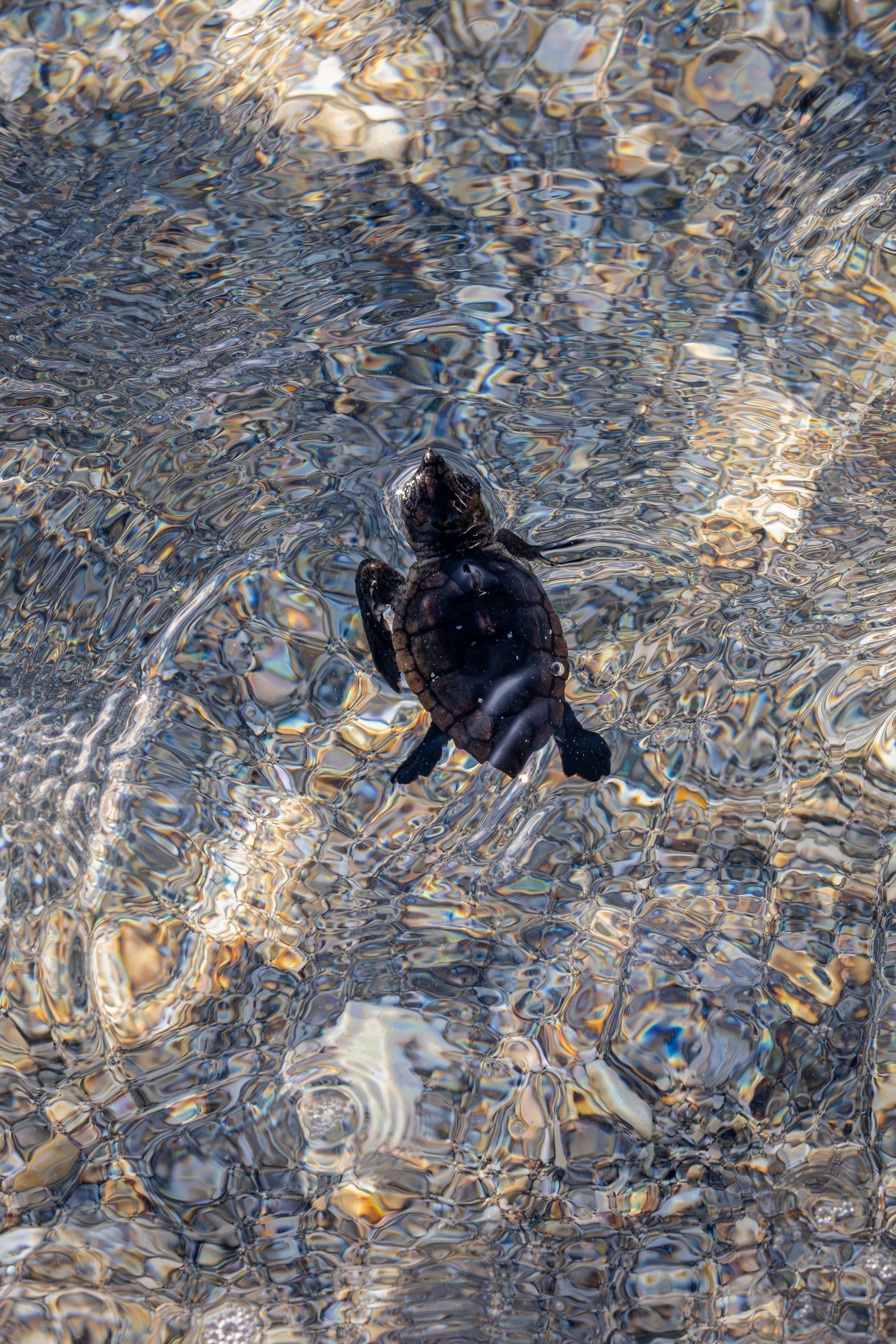 Turtle Water Waves V1.jpg