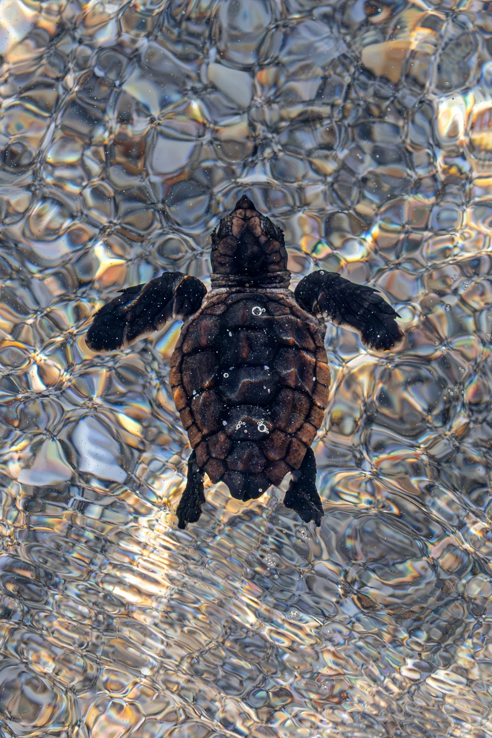 Turtle Close Up Water V2.jpg