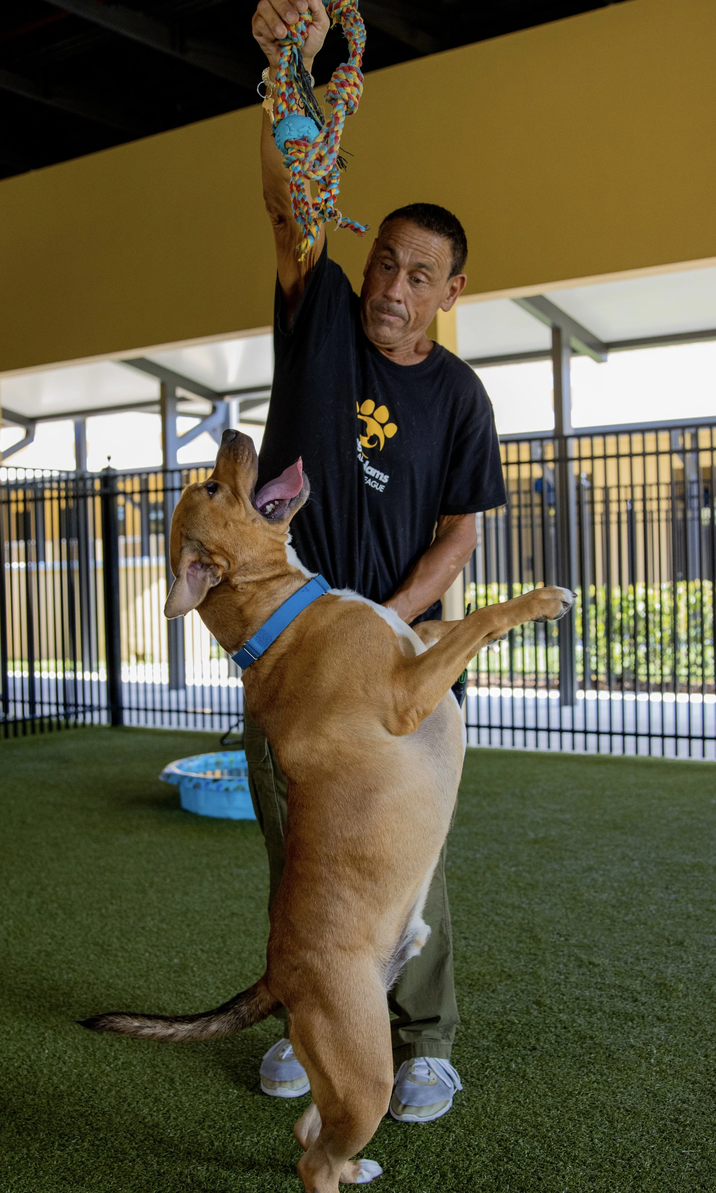 A man training a large brown dog with a blue collar in an outdoor dog play area. The dog is mid-jump, reaching for a colorful rope toy held by the man.