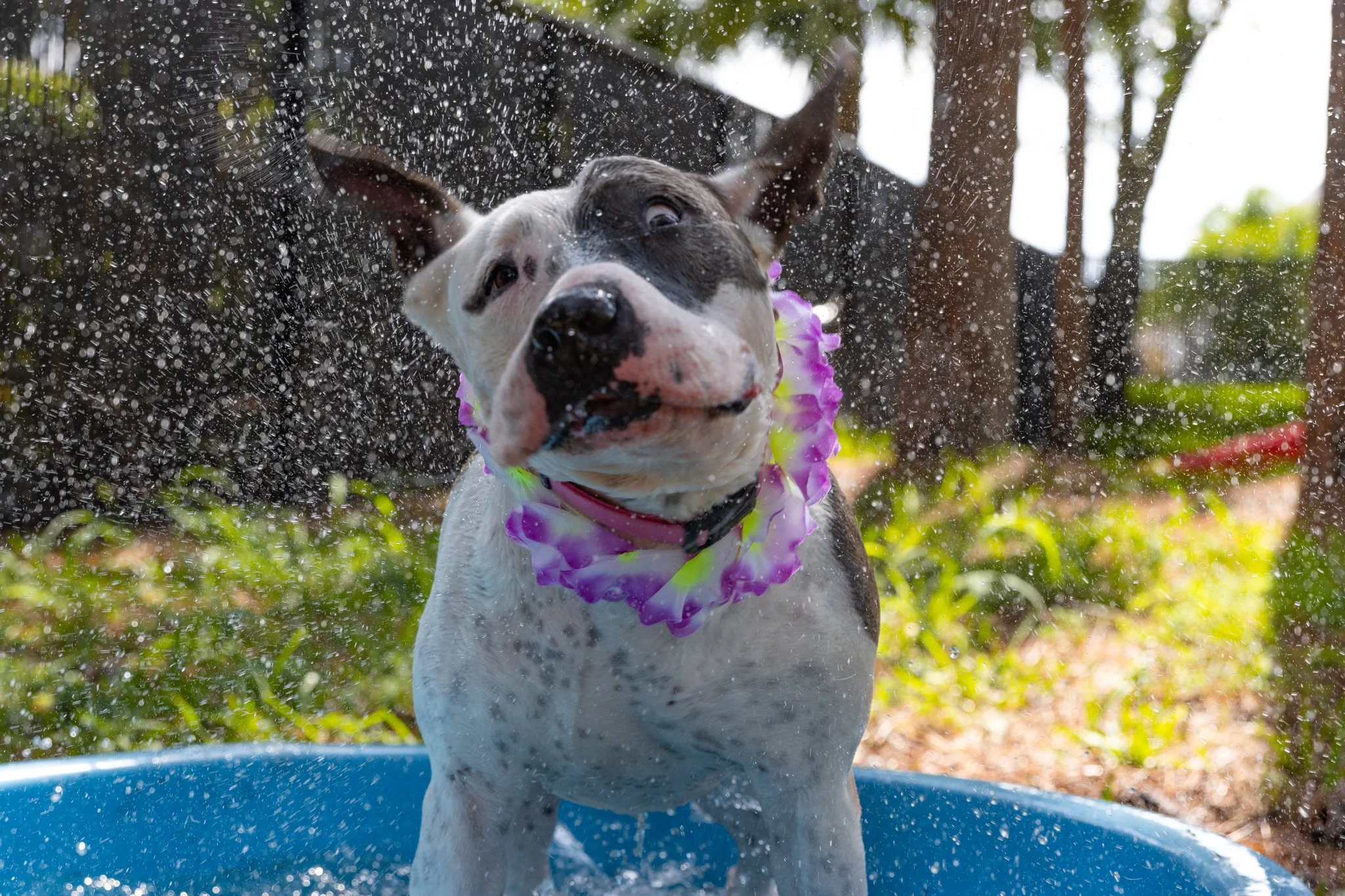 A dog with a black and white coat and a purple lei around its neck playing in a blue tub of water, with water splashing around, and trees in the background.