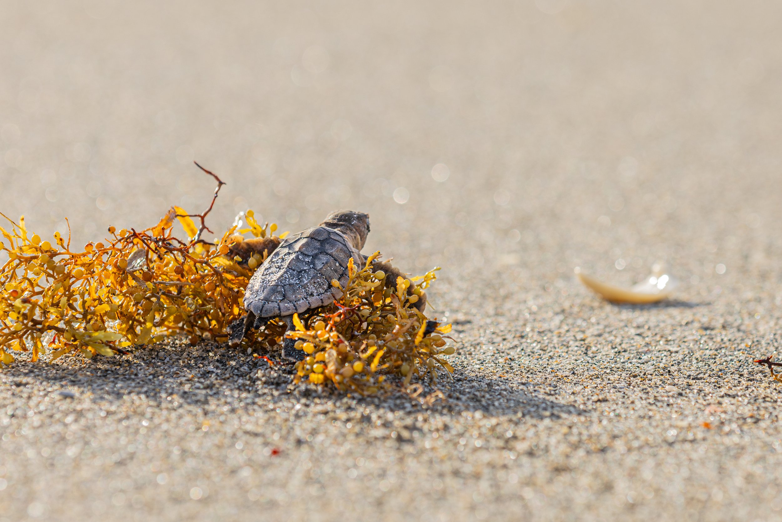 Turtle Seaweed Climb Part 2.jpg