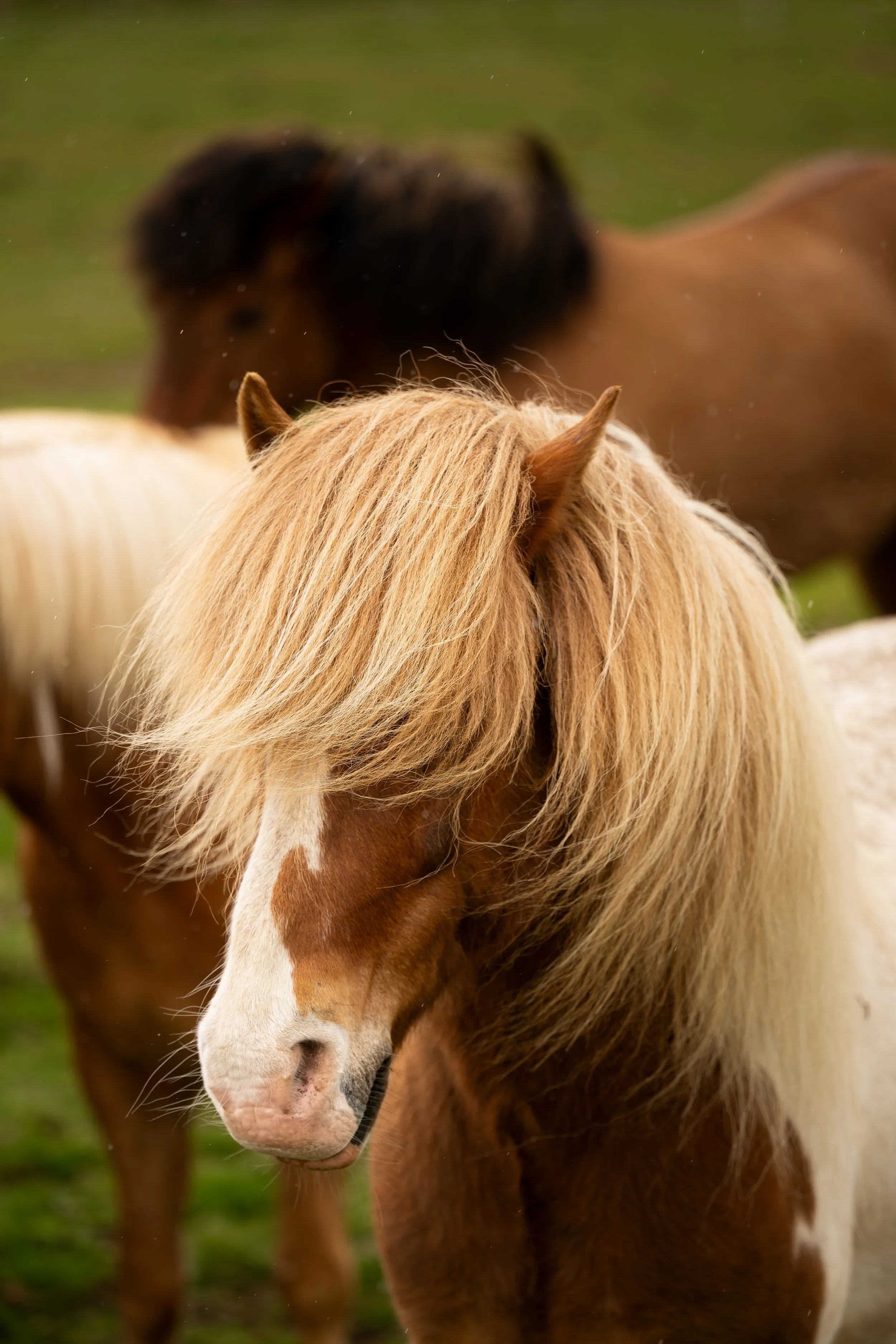 alvaromarquesphotography©_DSC5910.jpg