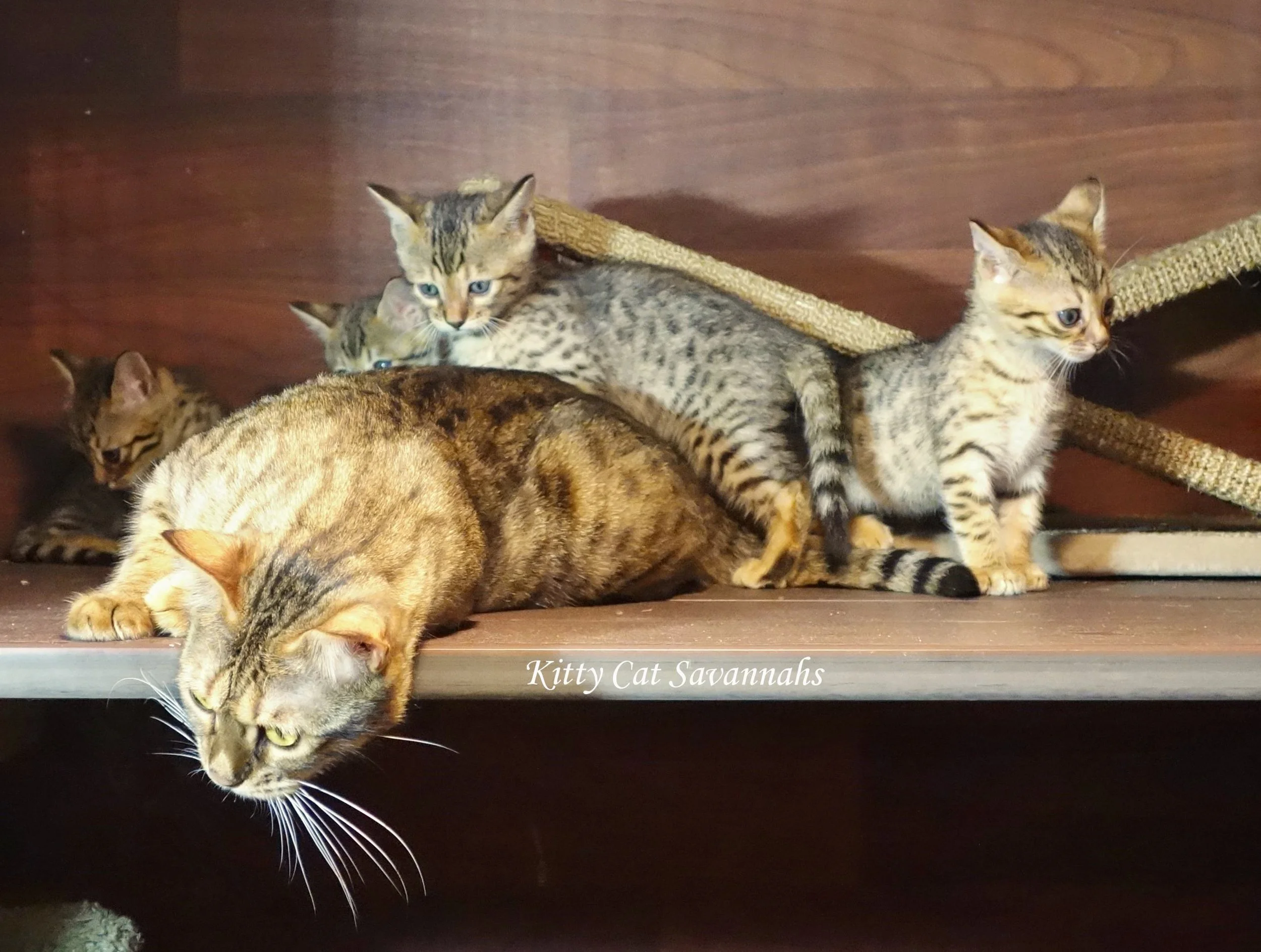 Mom with kittens.jpg