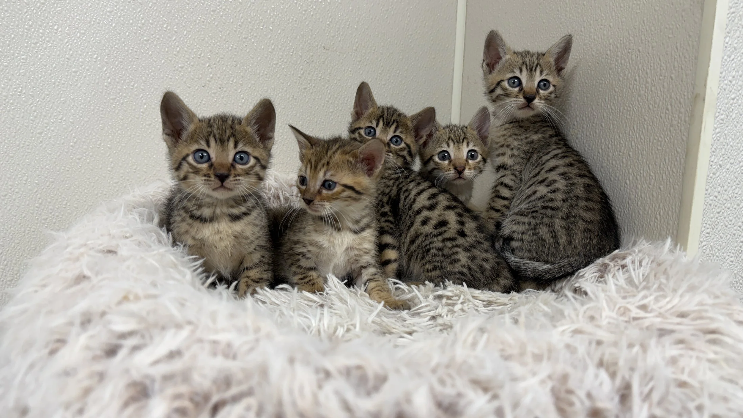 F4 Savannah kittens. Clyde and Bonnie litter.