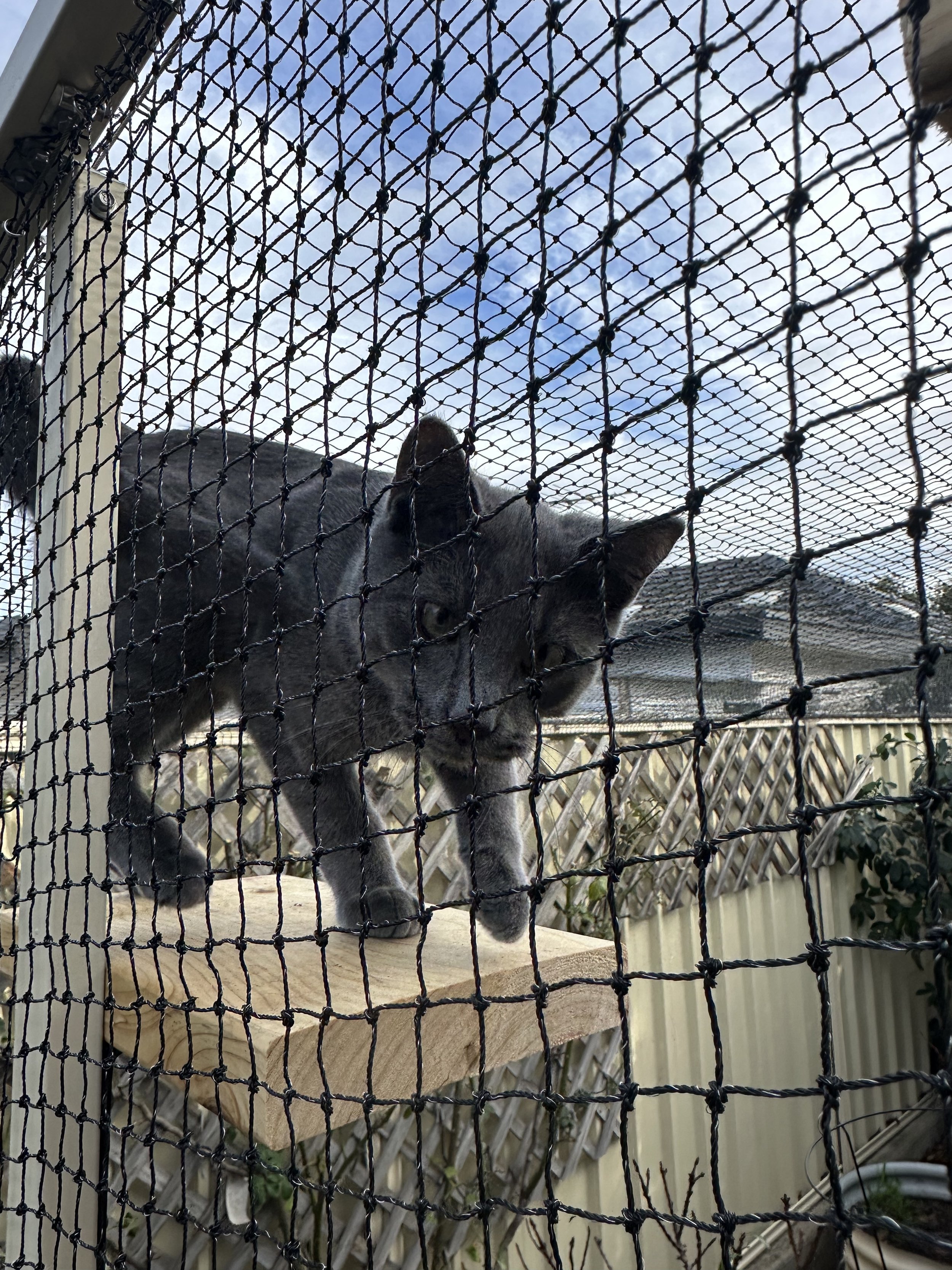 Cat in Enclosure Adelaide