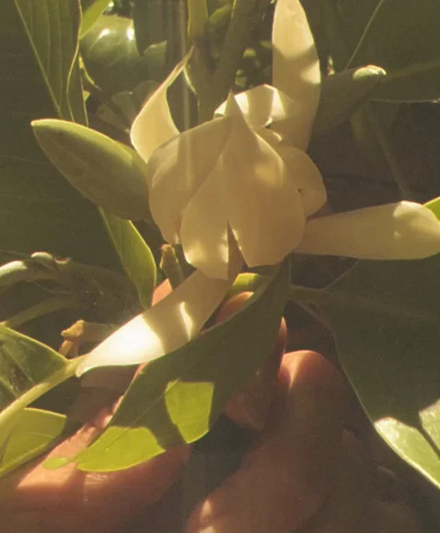 YlangYlang.jpg.webp