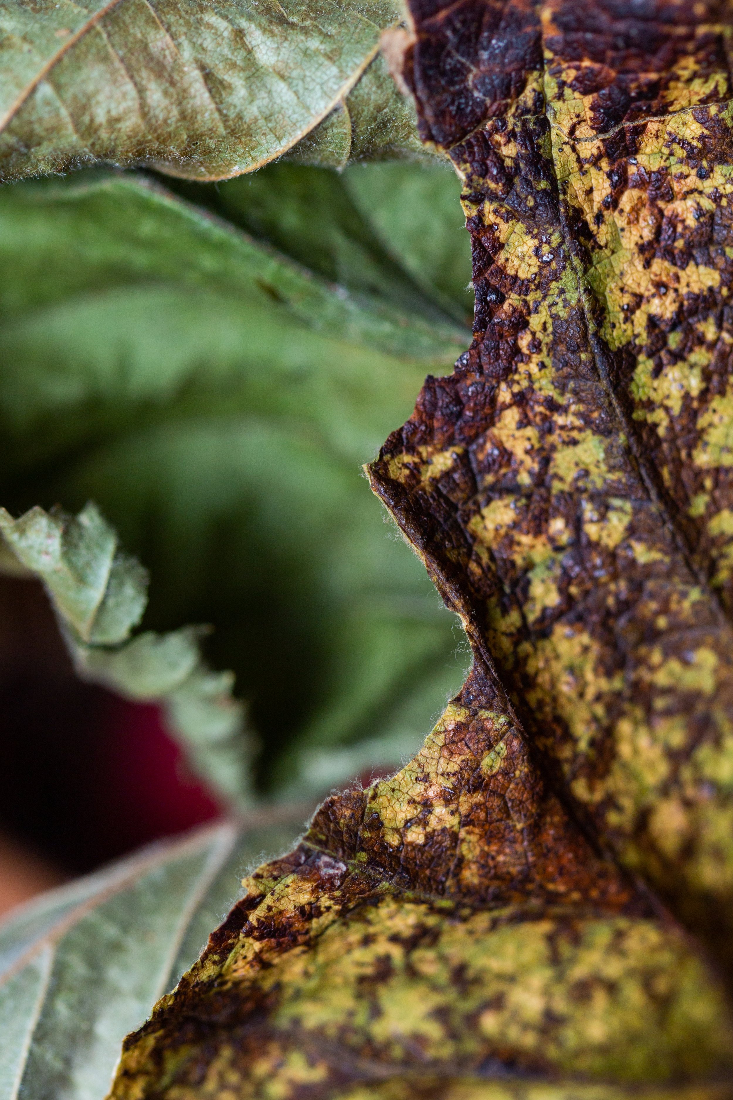 Fiddle Leaf Fig Brown Spots: Causes and Solutions