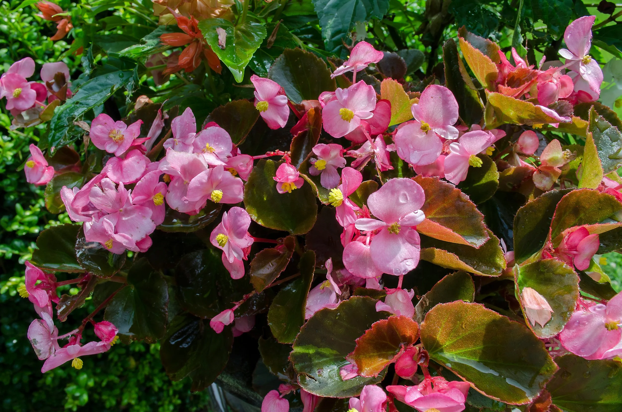 Are Begonias Annuals or Perennials? Get the Facts